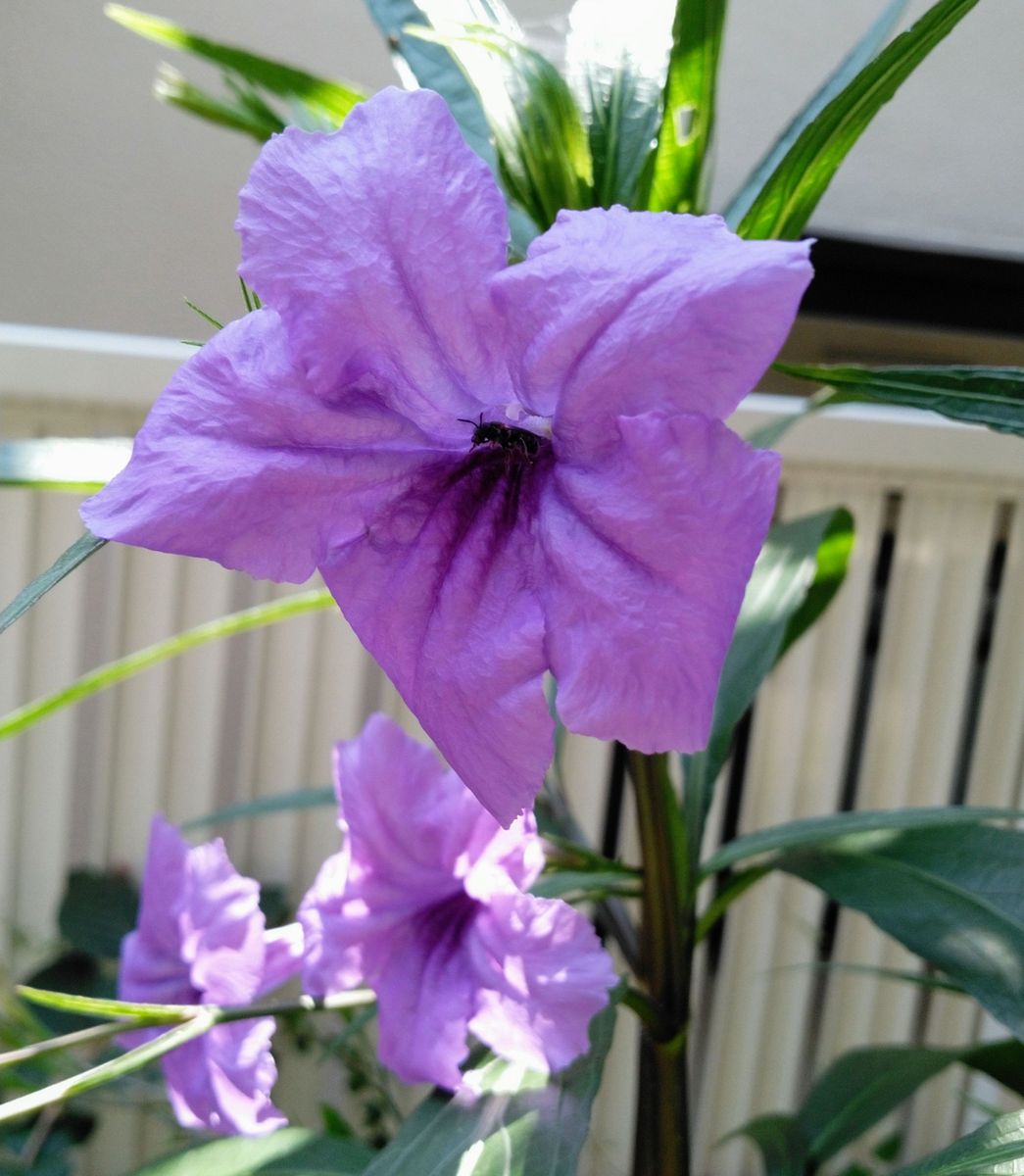 今さらだけど、ずっと気になっていた植物