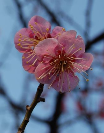 早春の花、次々と・・・