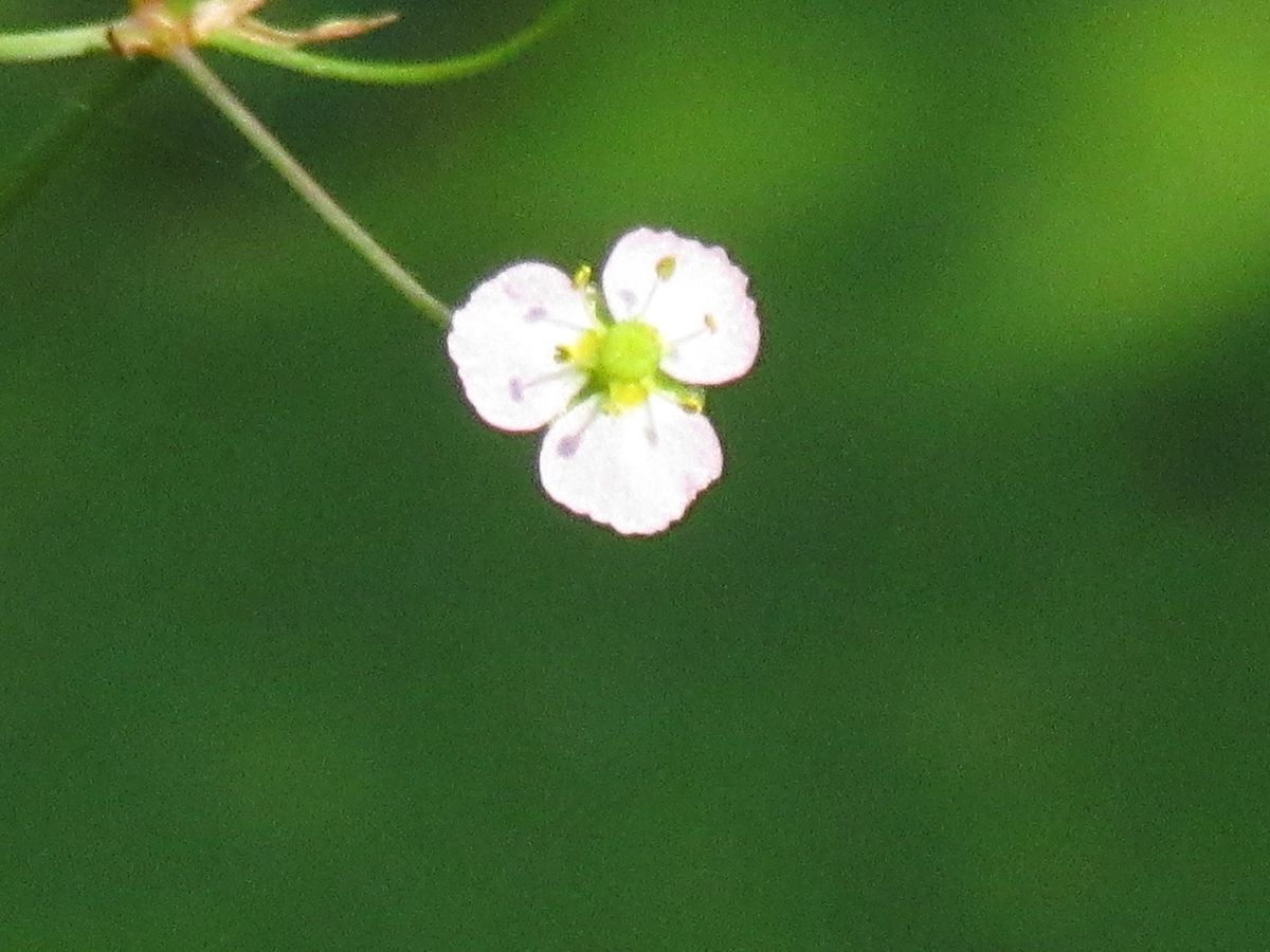 由愛(ゆめ)の花日記♪