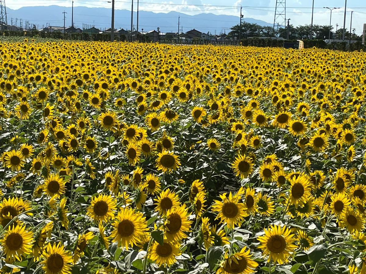 夏の風物詩