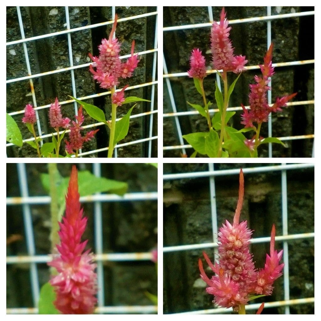 雨上がりの我が家の花達③