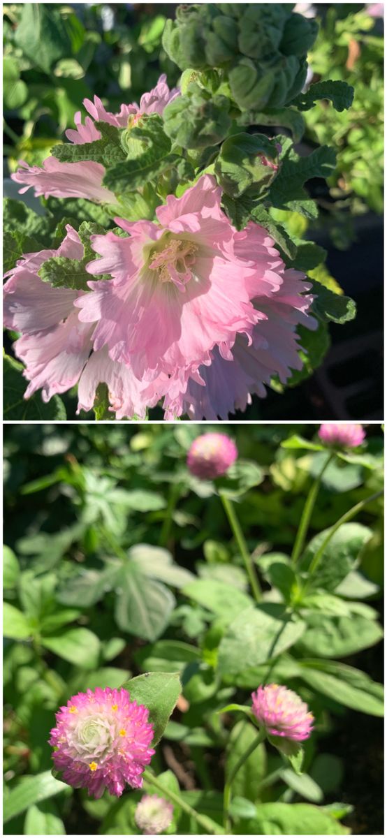 雨が降らず💦花壇までカサカサ(´Д｀)