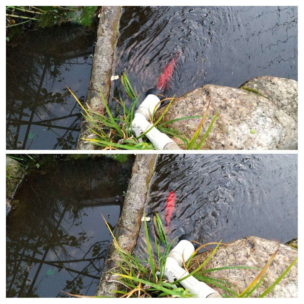 池の水張り