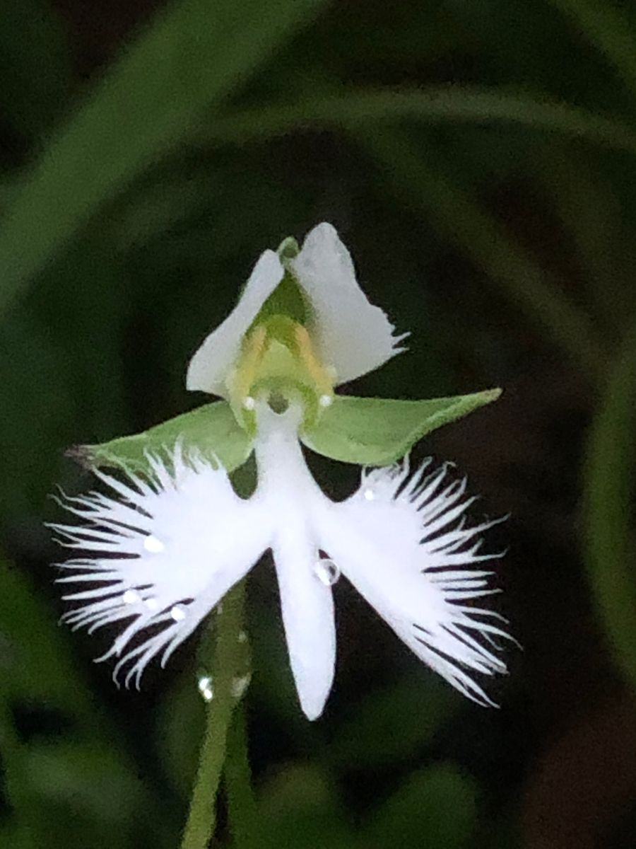 サギ草が咲き始めました。