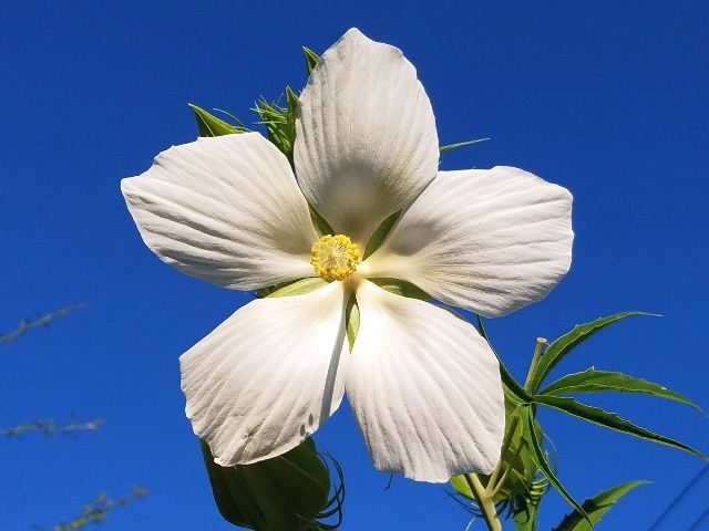 白花モミジアオイ