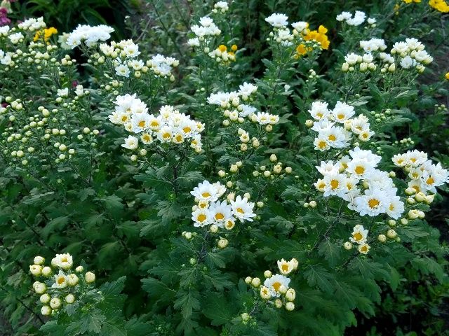 今朝の夏菊②