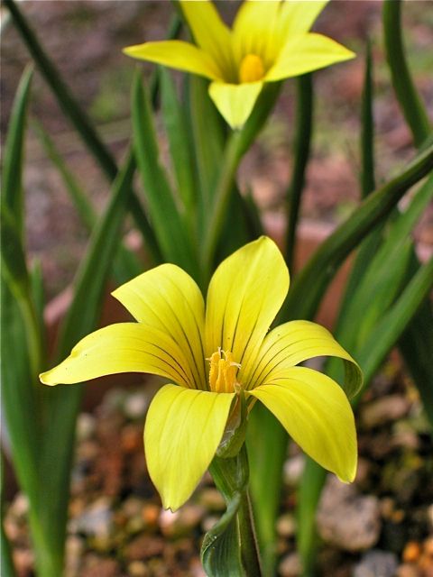 ロムレア・フラバ開花