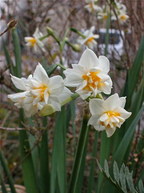 ロムレア・フラバ開花