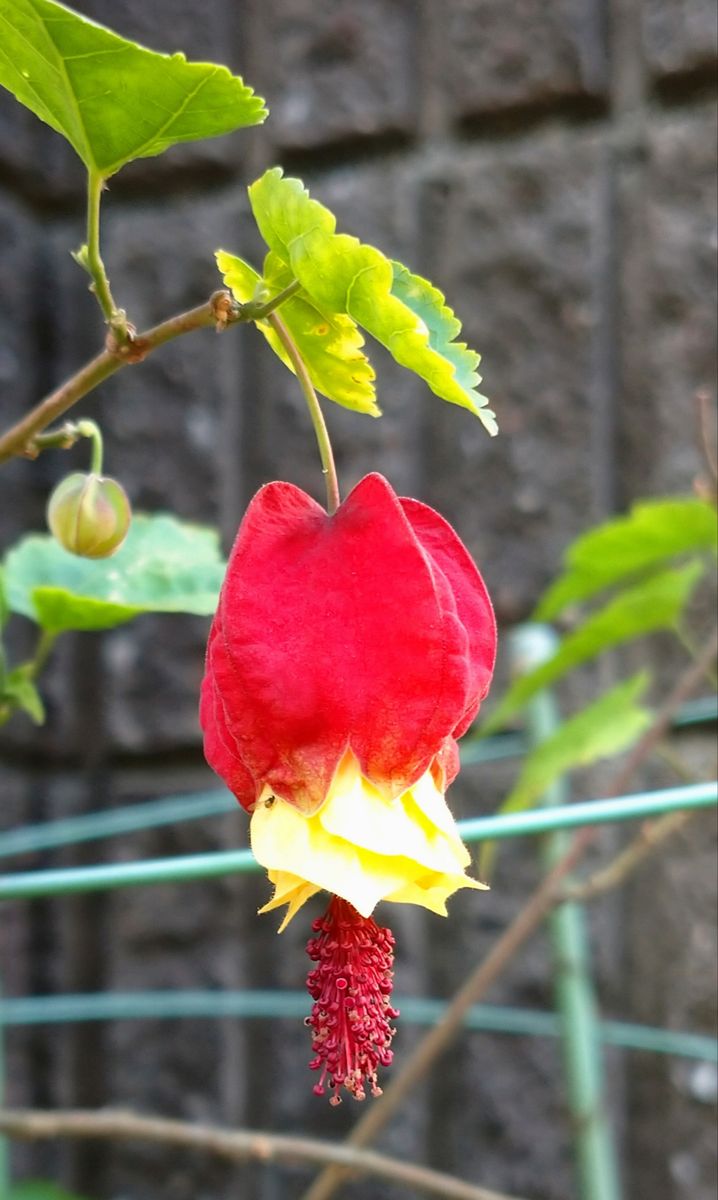 我が家の庭の花