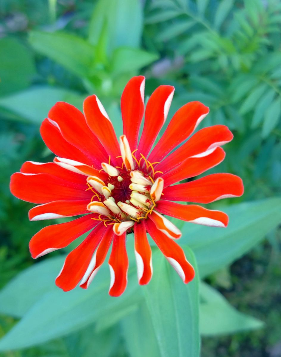 我が家の庭の花