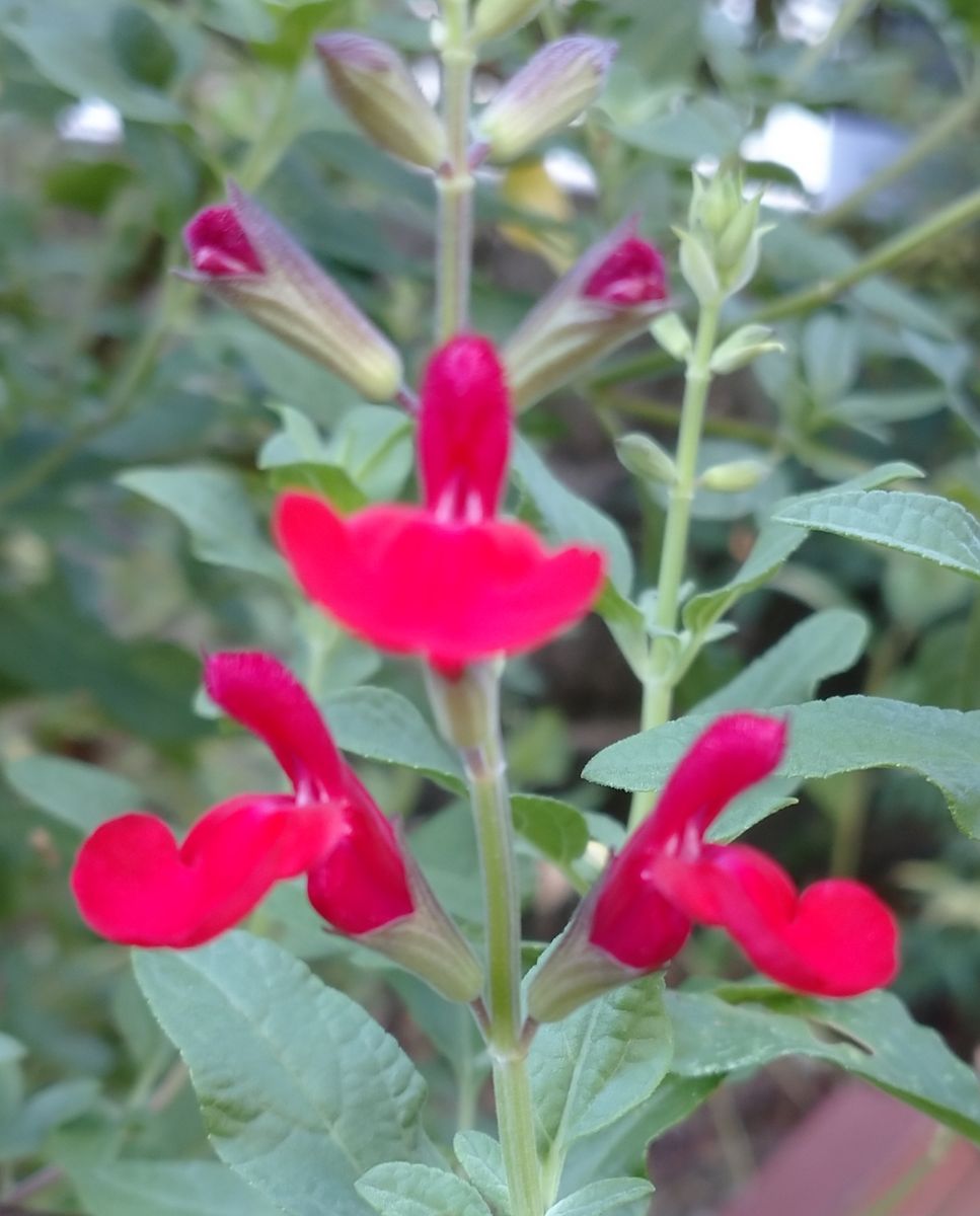 我が家の庭の花