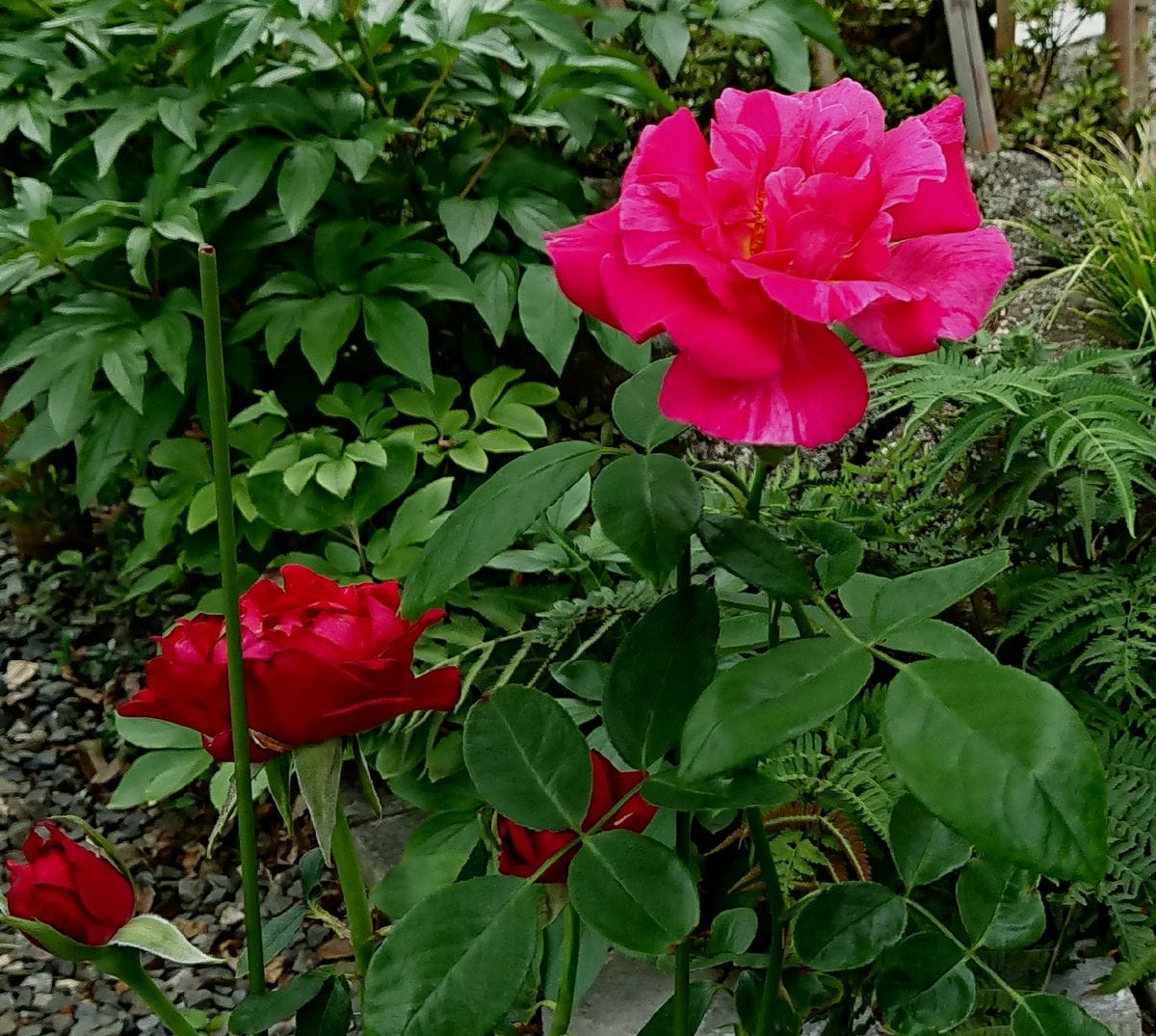 今日のバラさん🌹