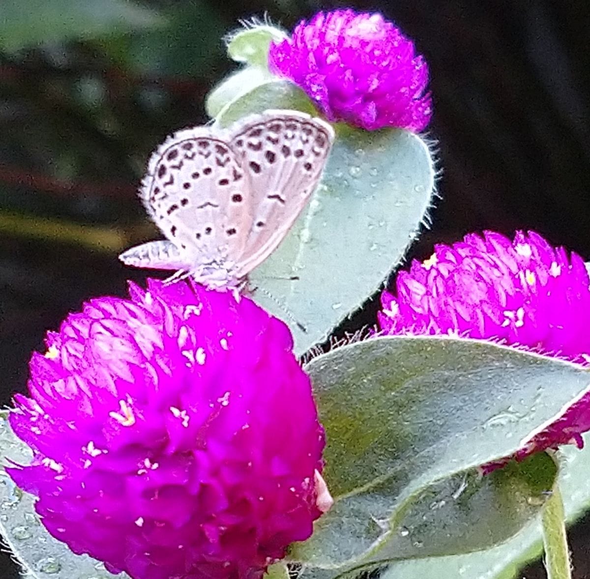 我が家の庭の花