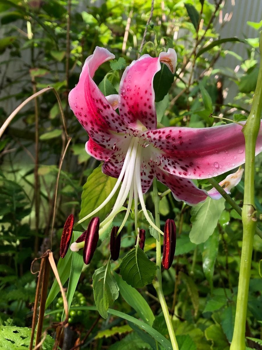 鹿の子百合　嬉しい開花