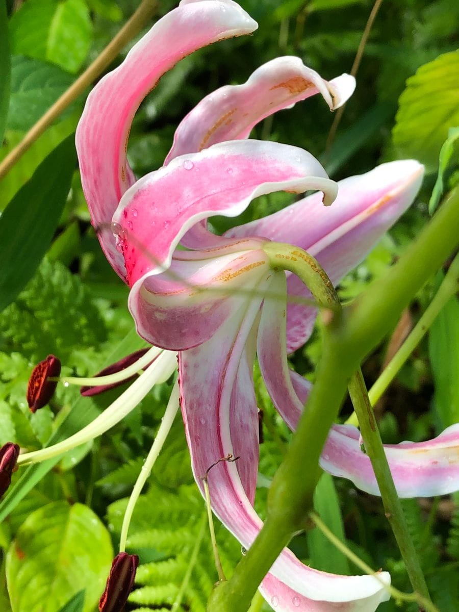 鹿の子百合　嬉しい開花