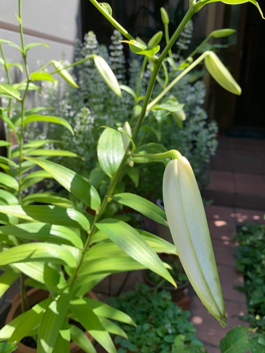 鉢植えカサブランカはこれから開花