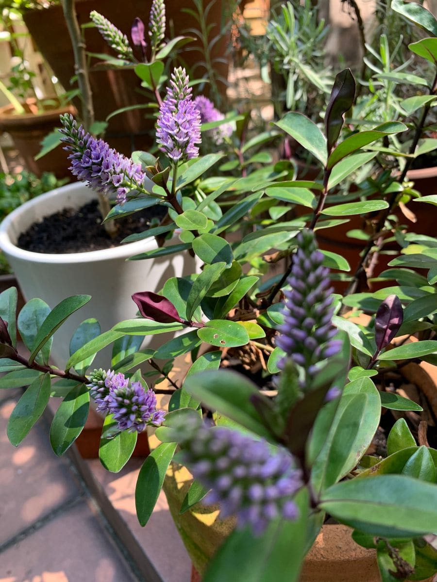 鉢植えカサブランカはこれから開花