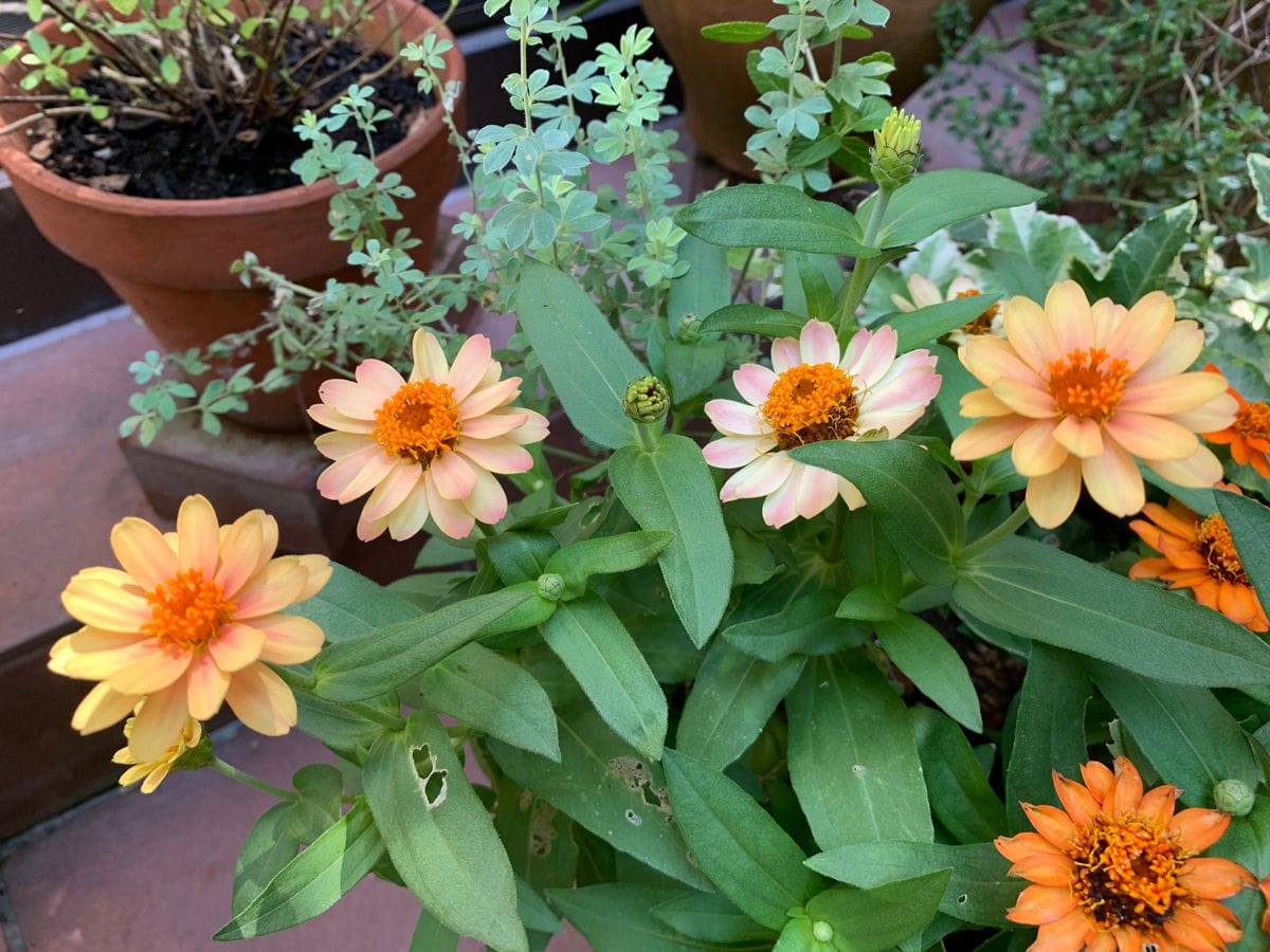 鉢植えカサブランカはこれから開花