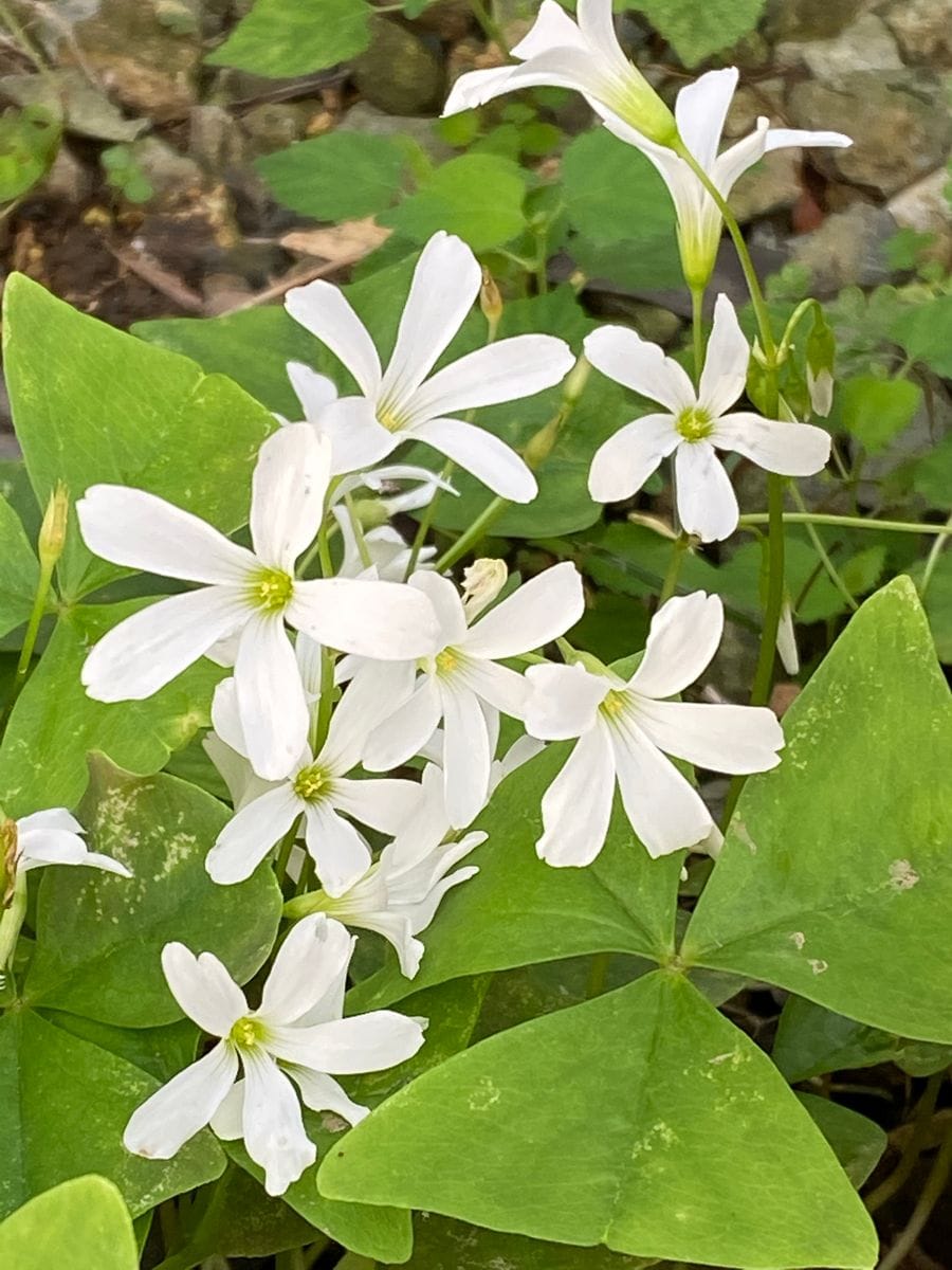 涼しげな花を