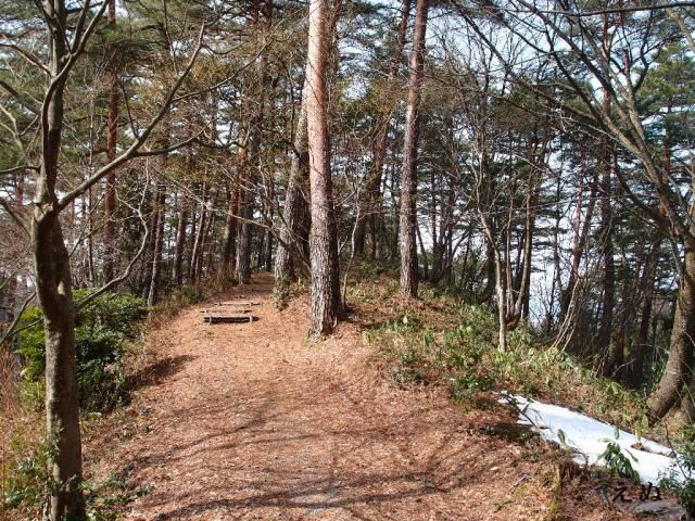 自生に近い雪割草②