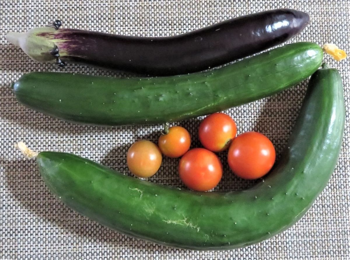 今日の🥒キュウリ🍆ナス🍅トマト収穫