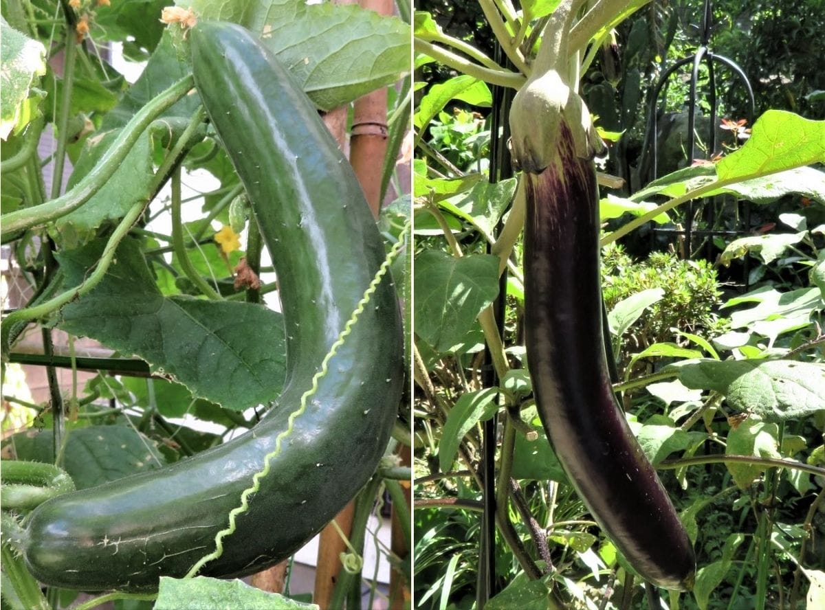 今日の🥒キュウリ🍆ナス🍅トマト収穫