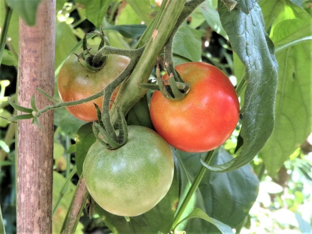 今日の🥒キュウリ🍆ナス🍅トマト収穫