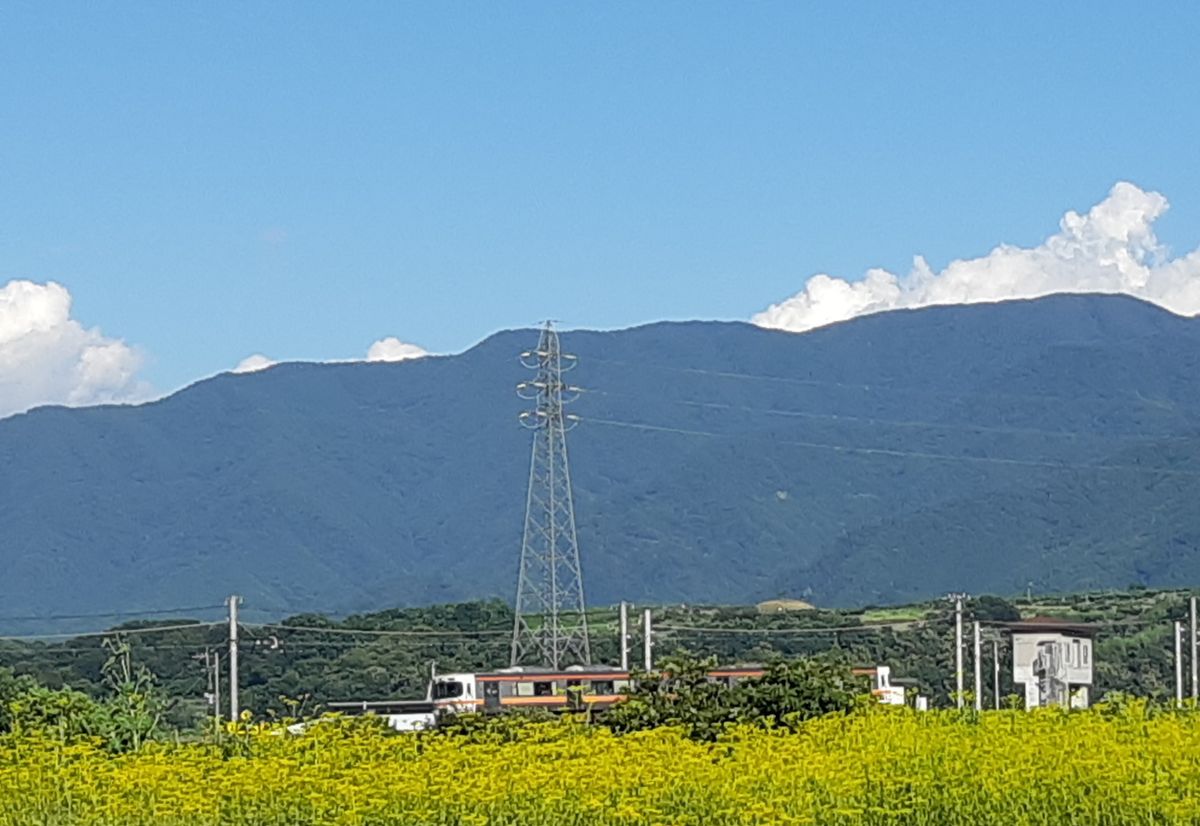 オミナエシと青い空と