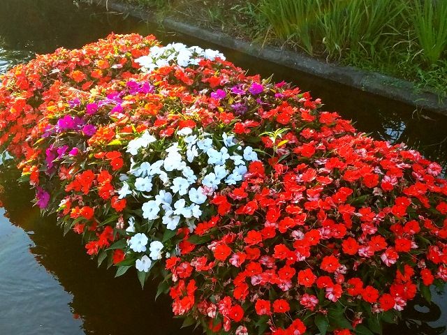 今朝の水上花壇