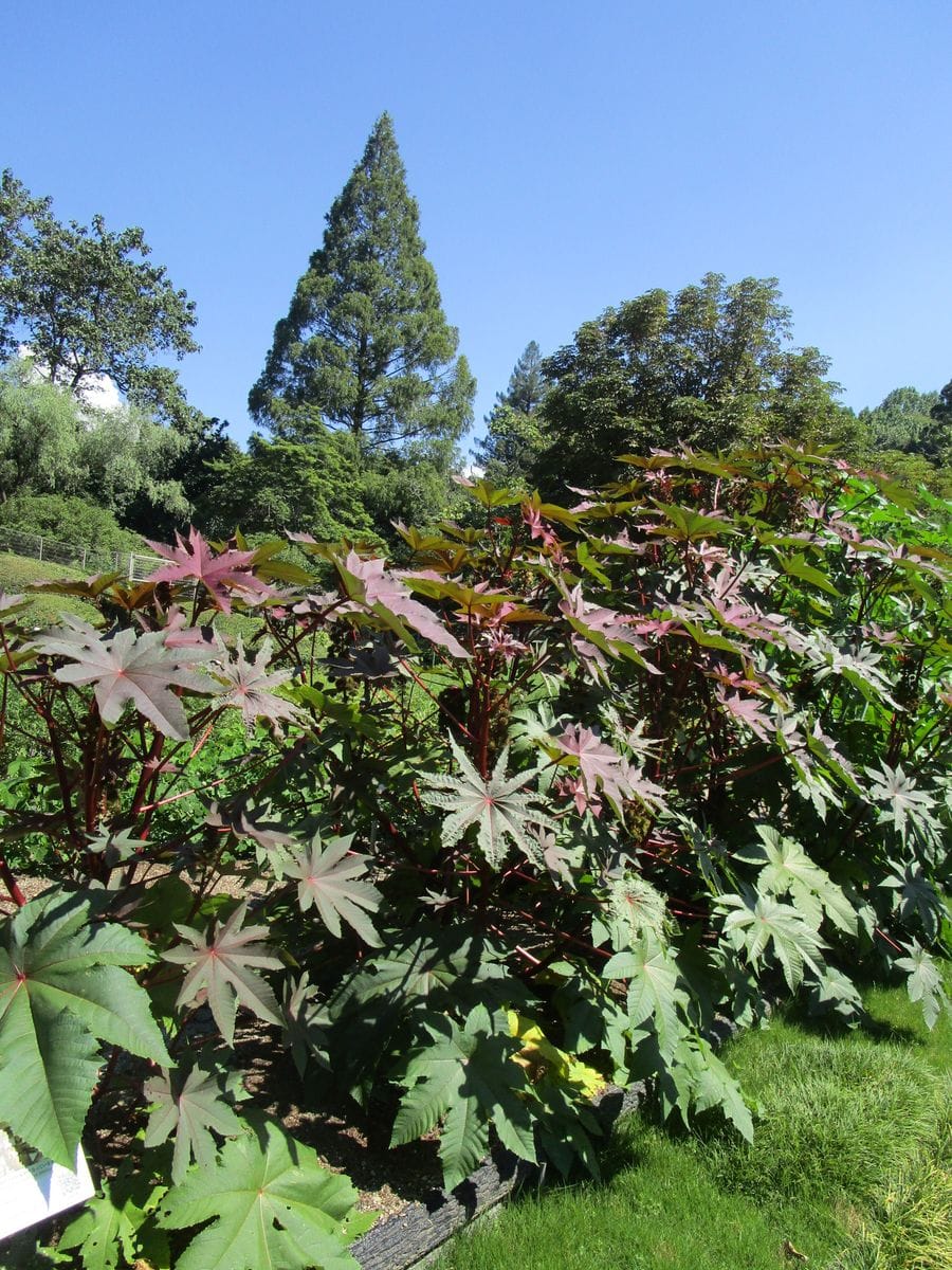 武田薬品工業㈱京都薬用植物園を見学させて頂きました。