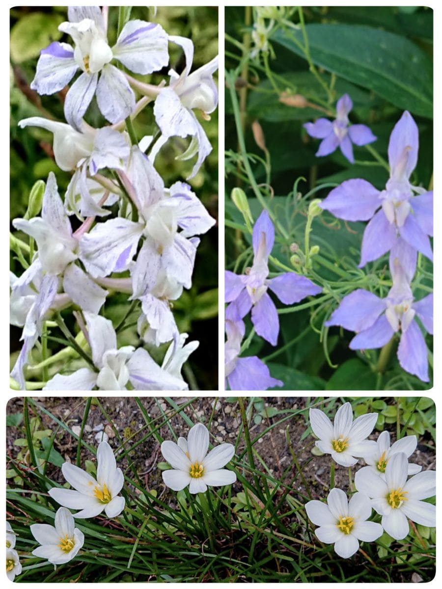 庭のお花  いろいろ💗