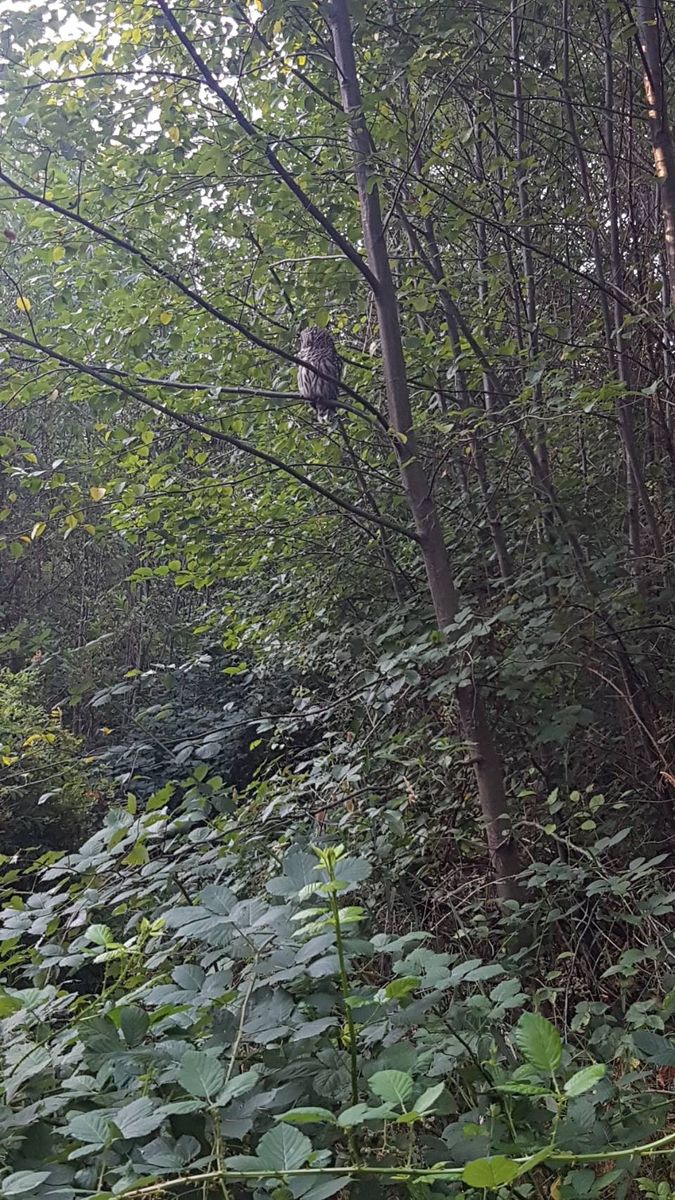 天然物フクロウに遭遇！（カフェや動物園じゃないよ）