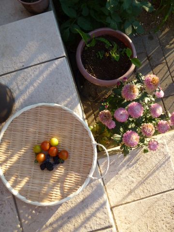 家庭菜園8月6日