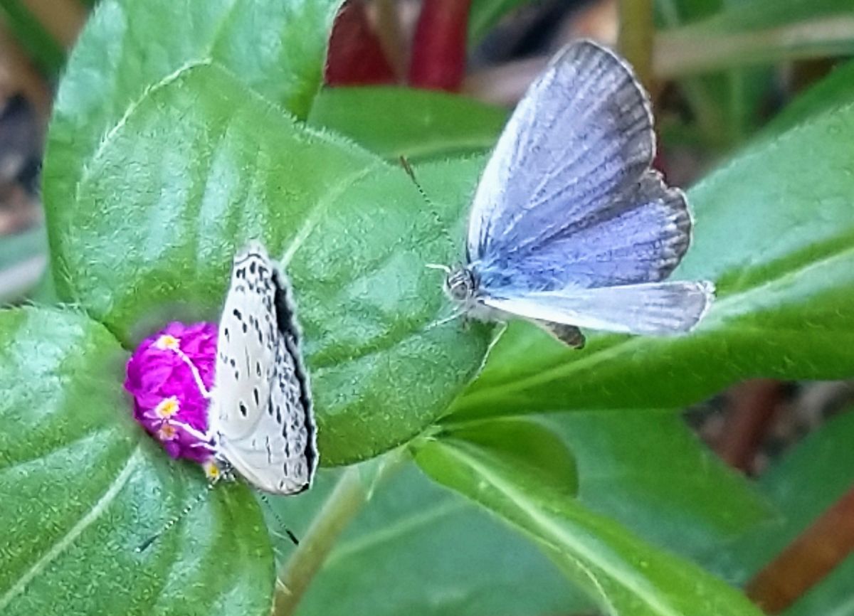 我が家の庭の花