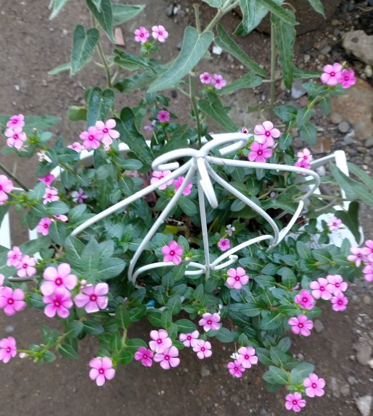 今日のお花とブルーベリー🌼✨