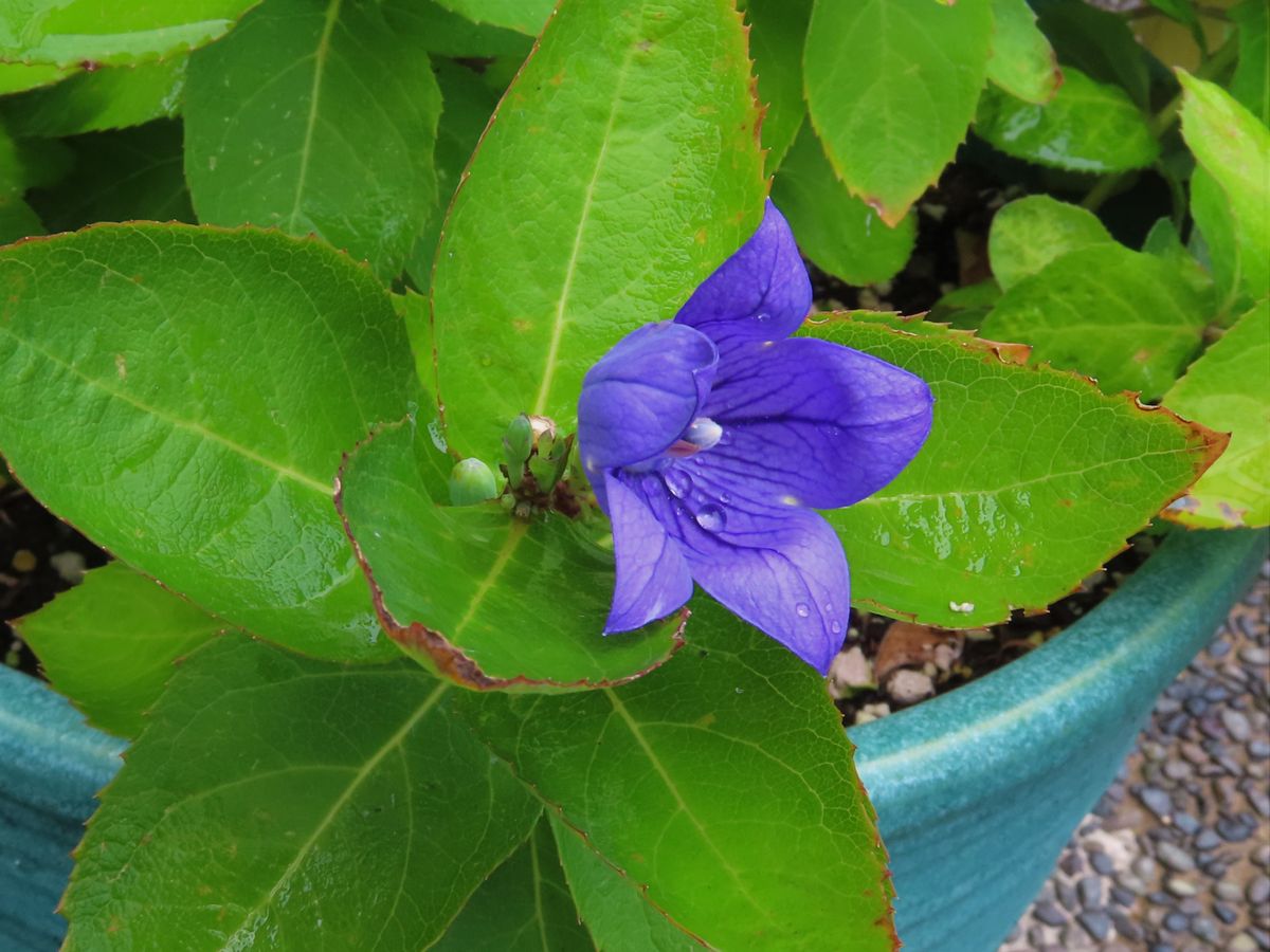 切り戻したキキョウから花が咲き始めた