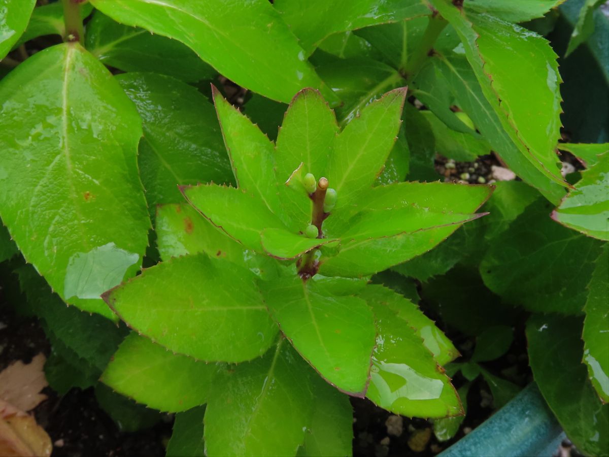 切り戻したキキョウから花が咲き始めた