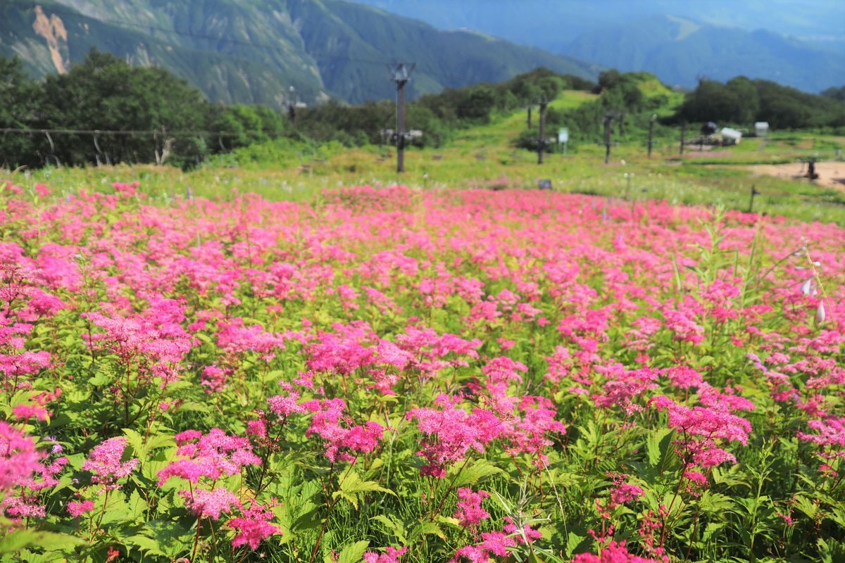 【白馬五竜高山植物園】8月7日‐14日　イベント開催します