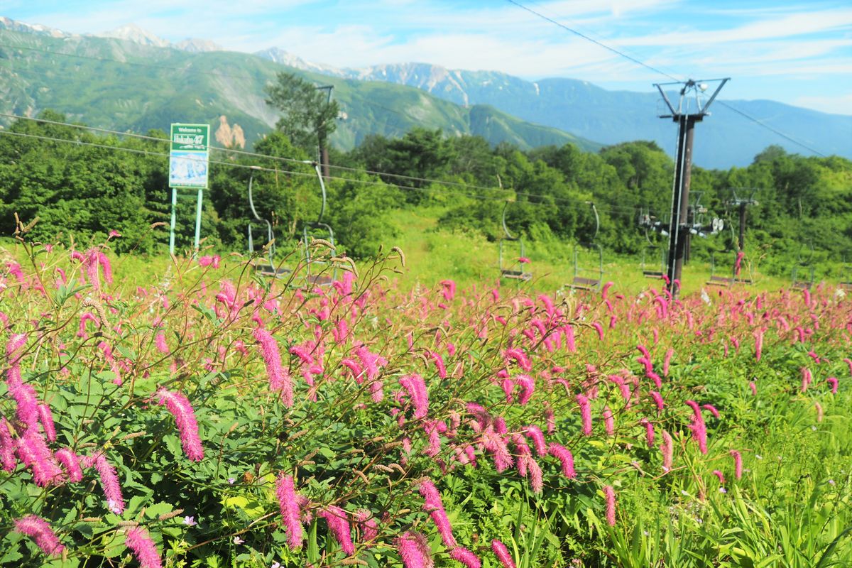 【白馬五竜高山植物園】8月7日‐14日　イベント開催します