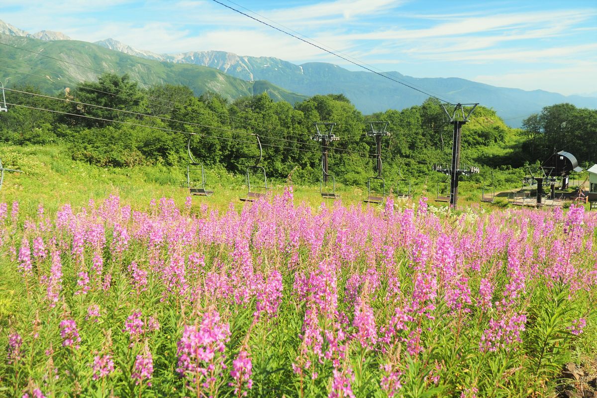 【白馬五竜高山植物園】8月7日‐14日　イベント開催します