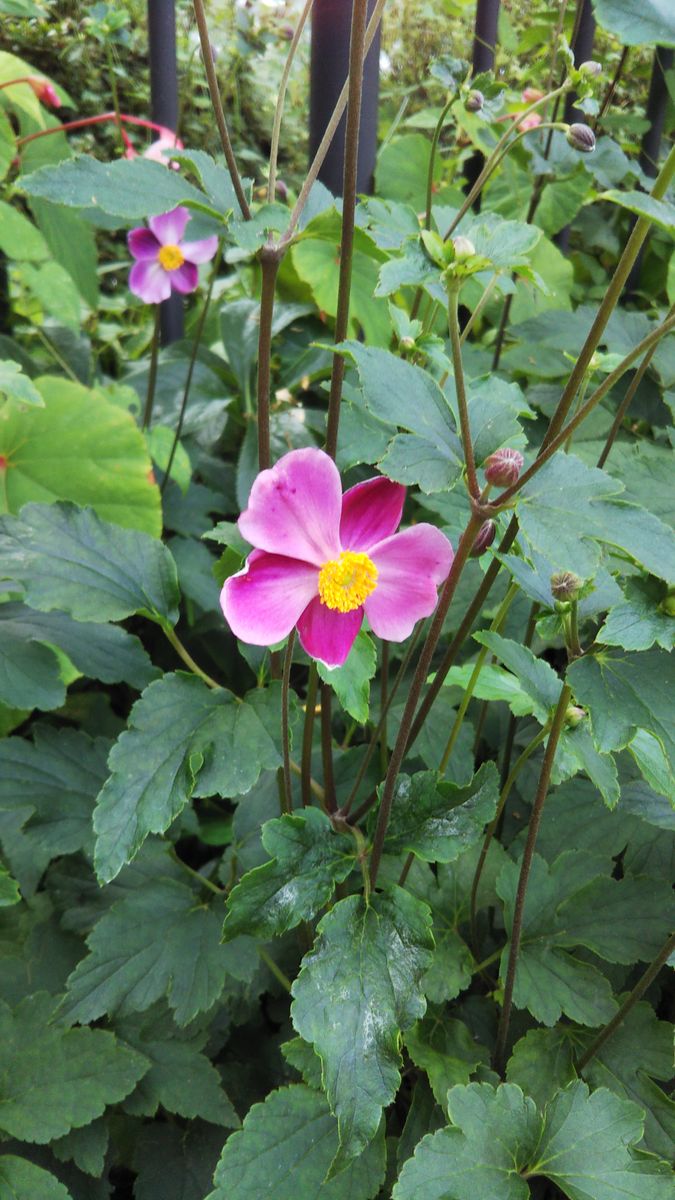 夏に咲く宿根草