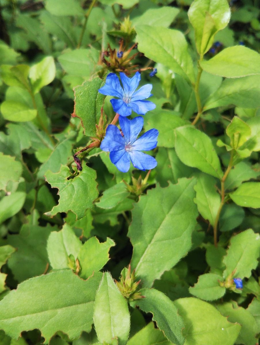 夏に咲く宿根草