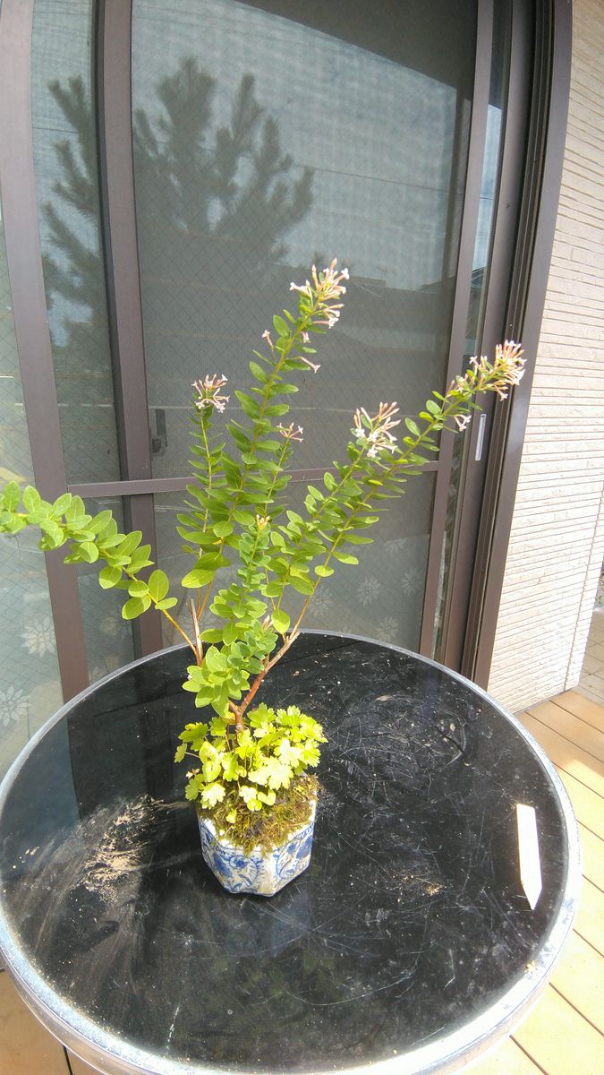 コガンピ(小雁皮)の花と自然の寄せ植え