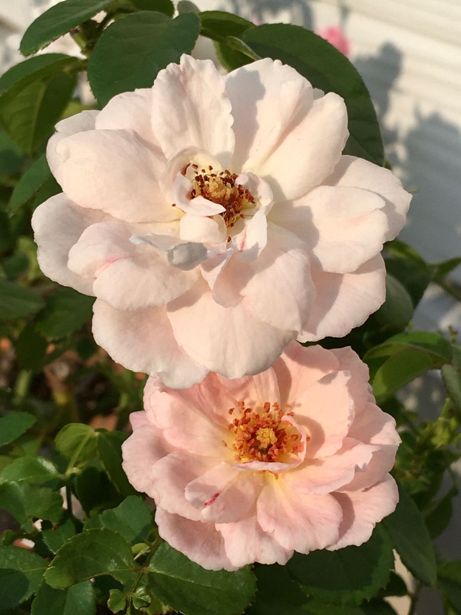 🌹P.Rose Garden 2021.08.06： 4/8