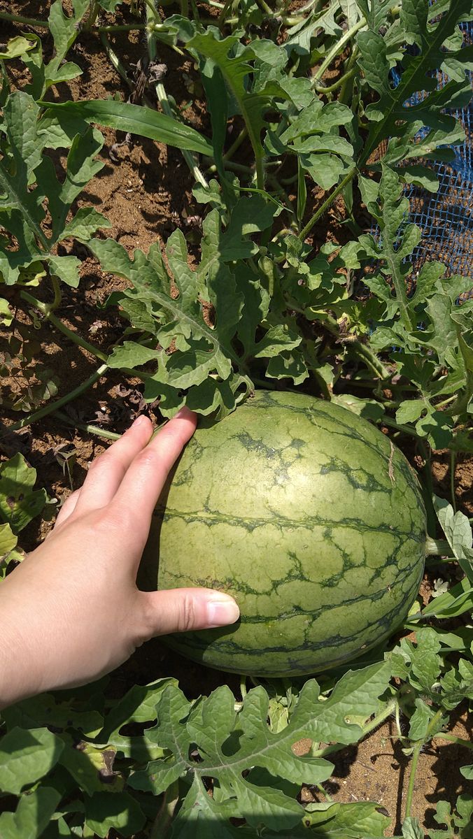 生活リズム狂って放置した結果🍉と🍈が！