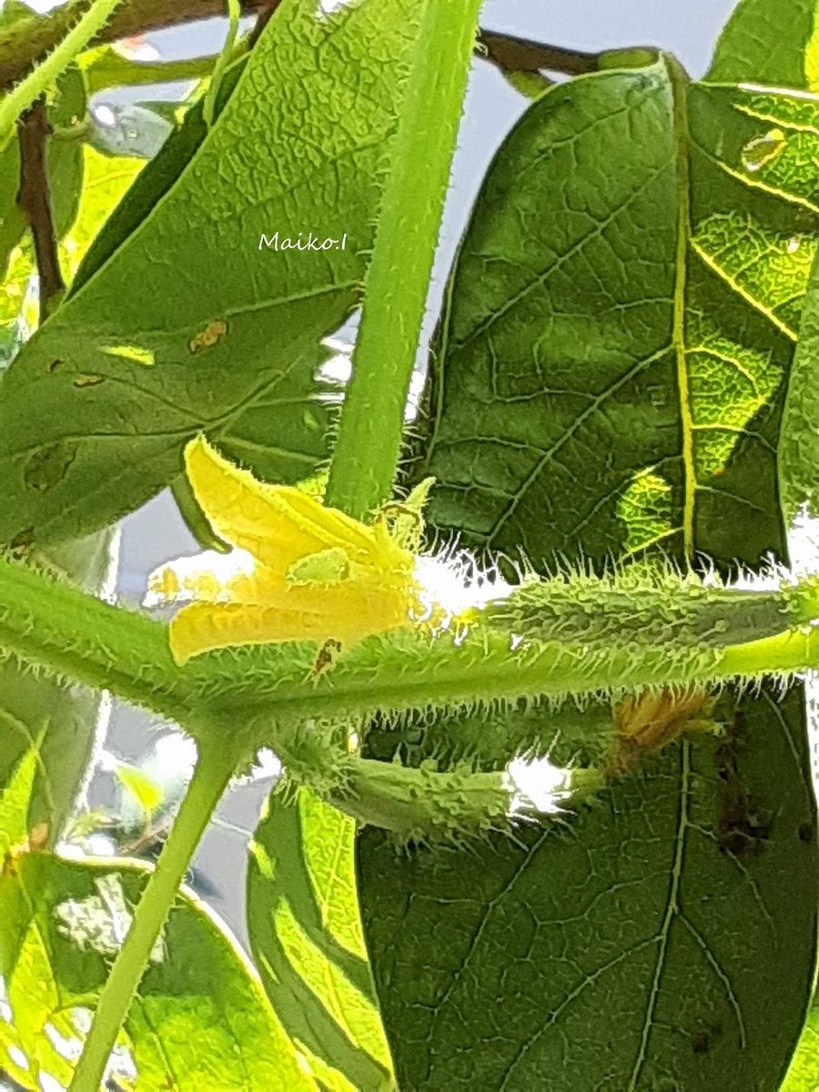 今朝のキュウリ。