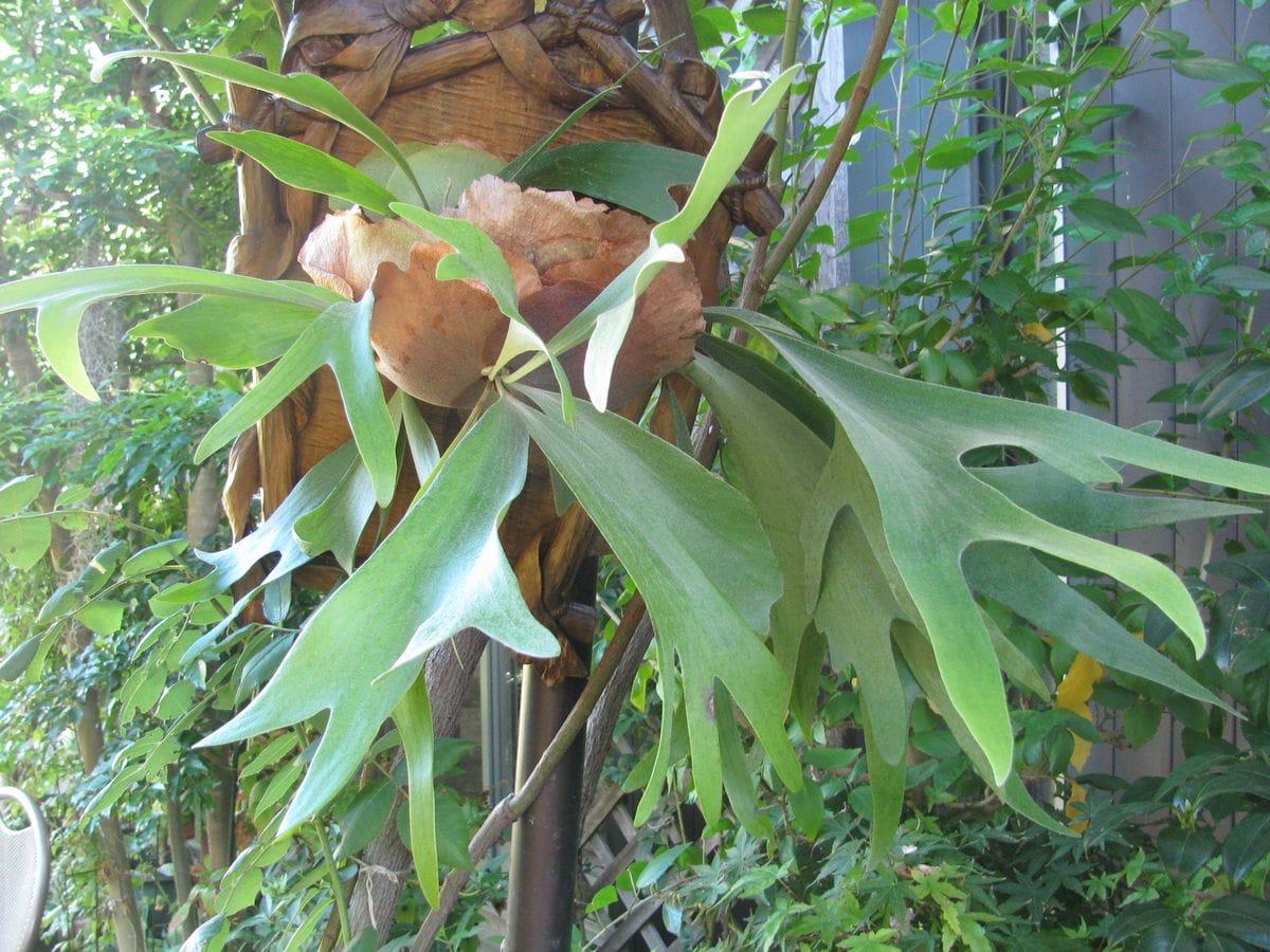 お庭  元気な植物たち