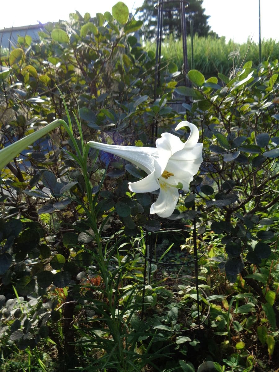 いろいろなお花たち