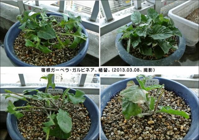 春の植替え…