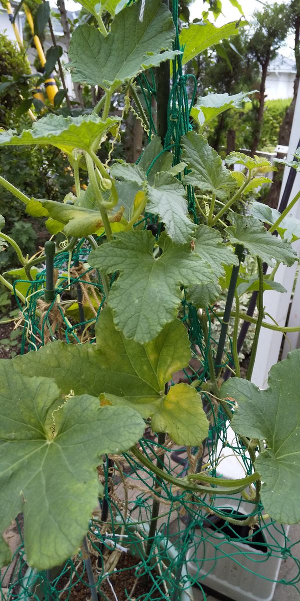 閉会式の今日、お祝いに🍈を食べましたー🤭